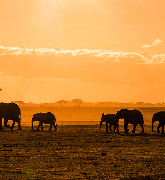 虎力全開，疫情兇猛他去非洲做了什么？